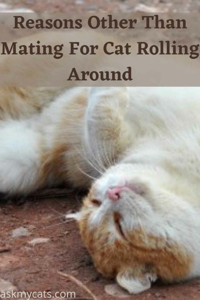 Reasons Other Than Mating For Cat Rolling Around