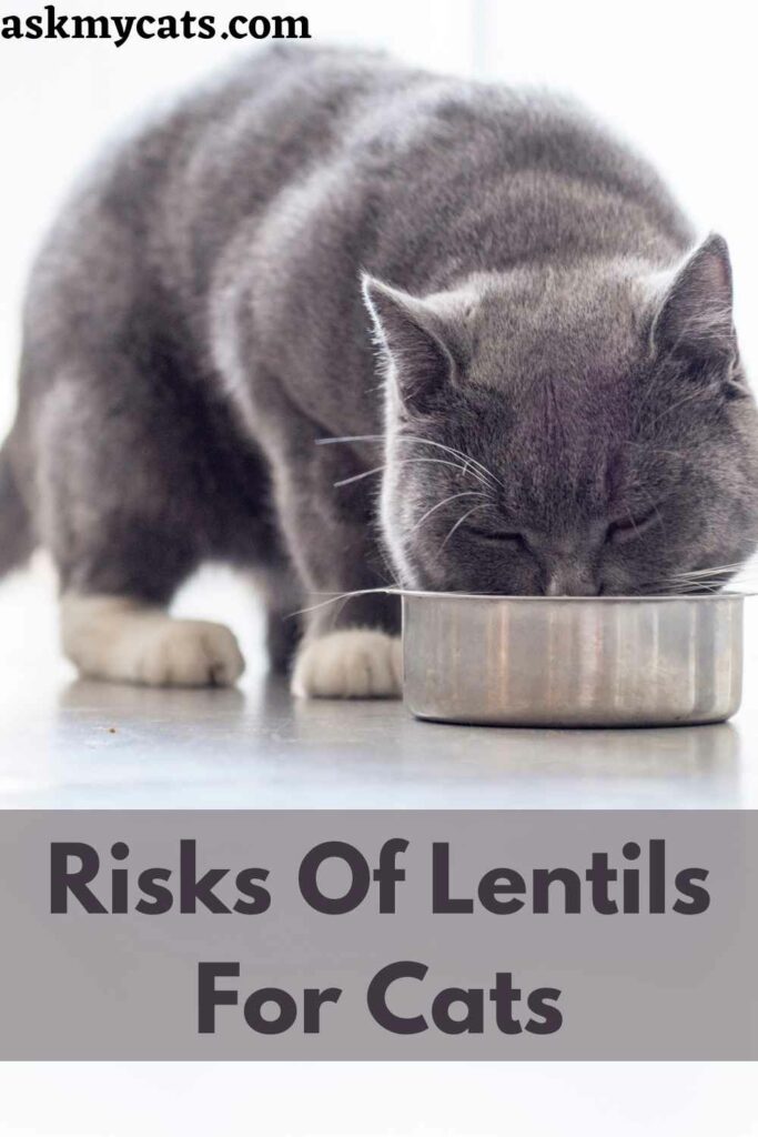 Risks Of Lentils For Cats