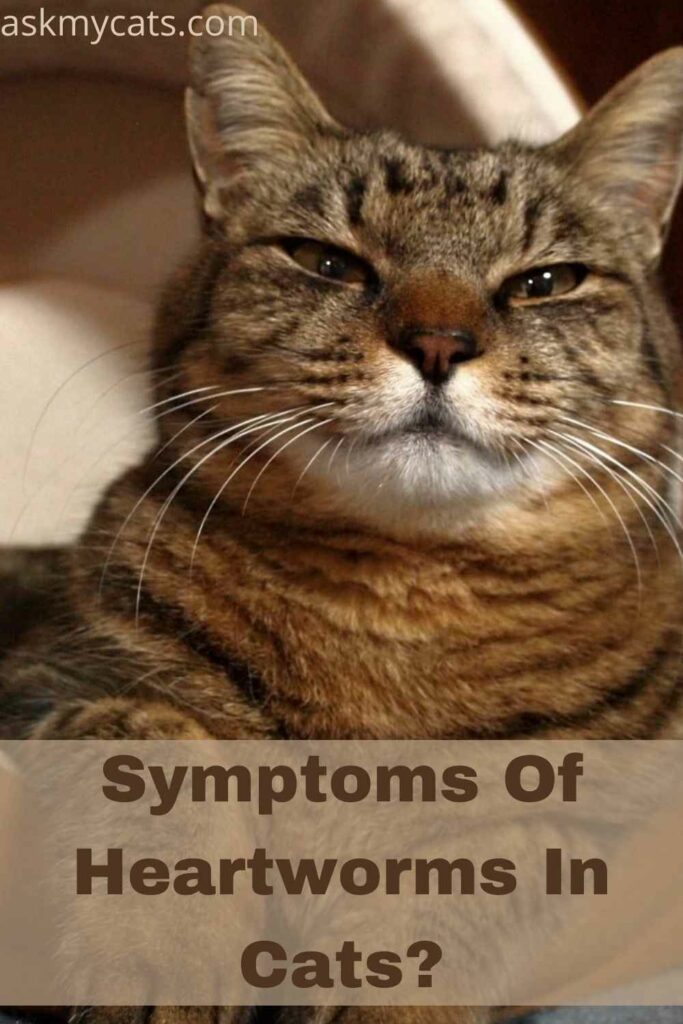 Symptoms Of Heartworms In Cats?