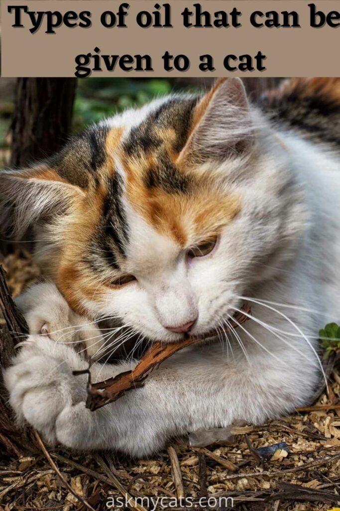 Can cats eat discount tuna in sunflower oil