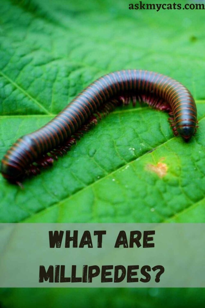 What Are Millipedes?