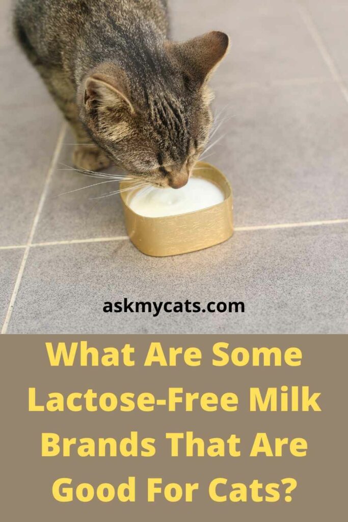 Can i give lactose free milk to clearance cats