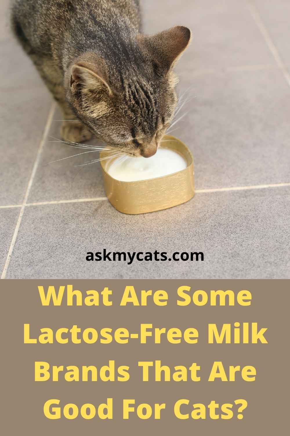 Can Cats Drink Lactose Free Milk? Can Cats Digest Lactose-Free Milk?