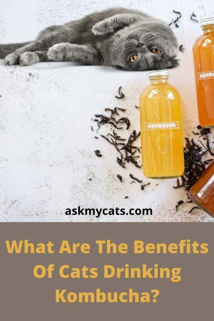 What Are The Benefits Of Cats Drinking Kombucha?