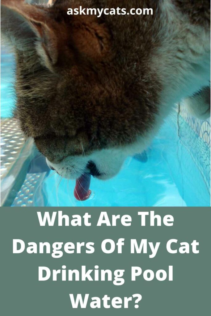 What Are The Dangers Of My Cat Drinking Pool Water?