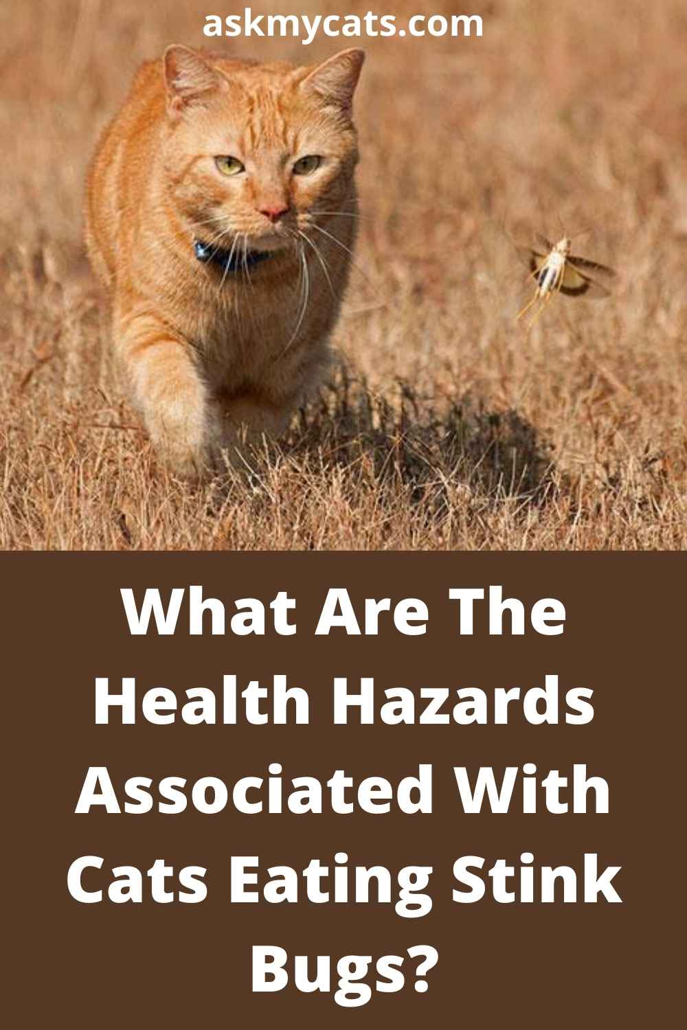 Are Stink Bugs Poisonous To Cats Can Cats Eat Stink Bugs are-stink-bugs-poisonous-to-cats-can-cats-eat-stink-bugs