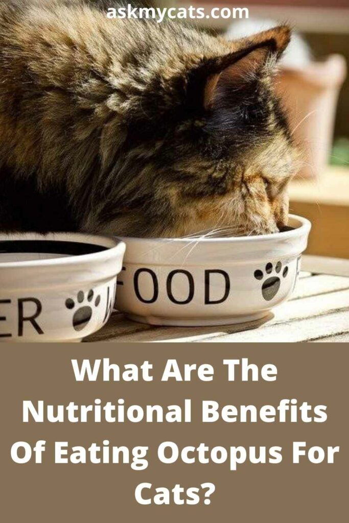 What Are The Nutritional Benefits Of Eating Octopus For Cats?