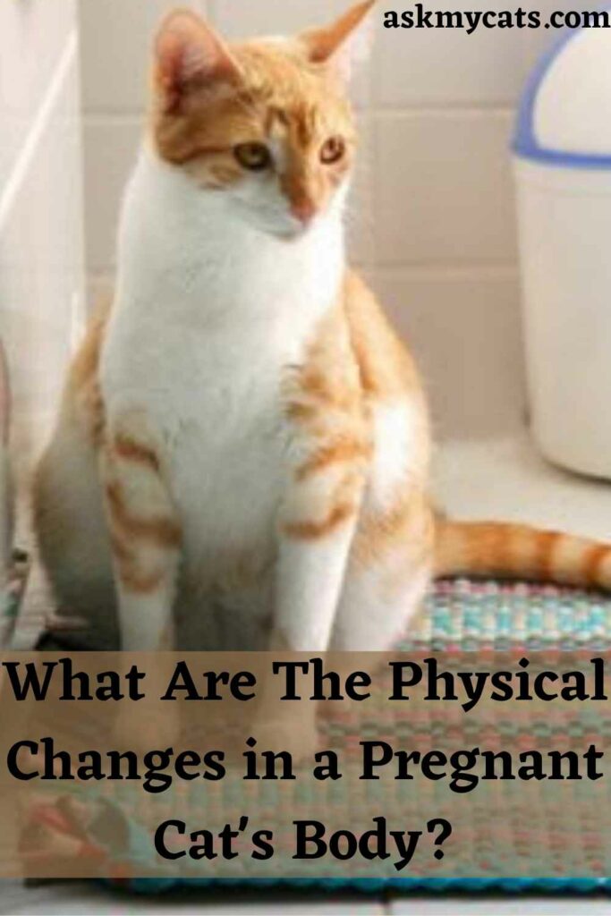 What Are The Physical Changes in a Pregnant Cat's Body?