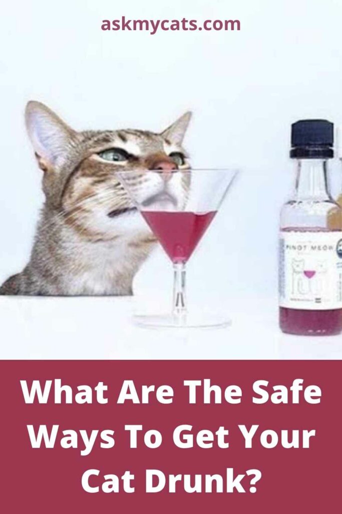 What Are The Safe Ways To Get Your Cat Drunk?