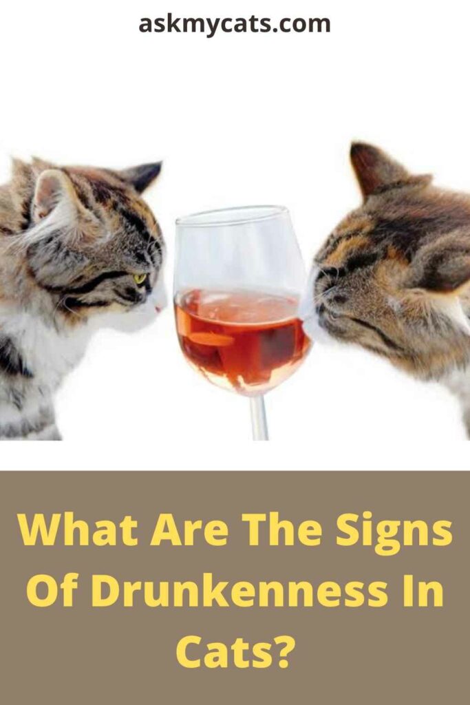 What Are The Signs Of Drunkenness In Cats?