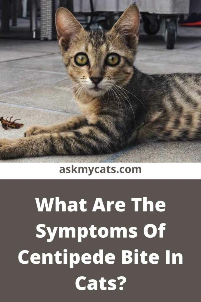 What Are The Symptoms Of Centipede Bite In Cats?