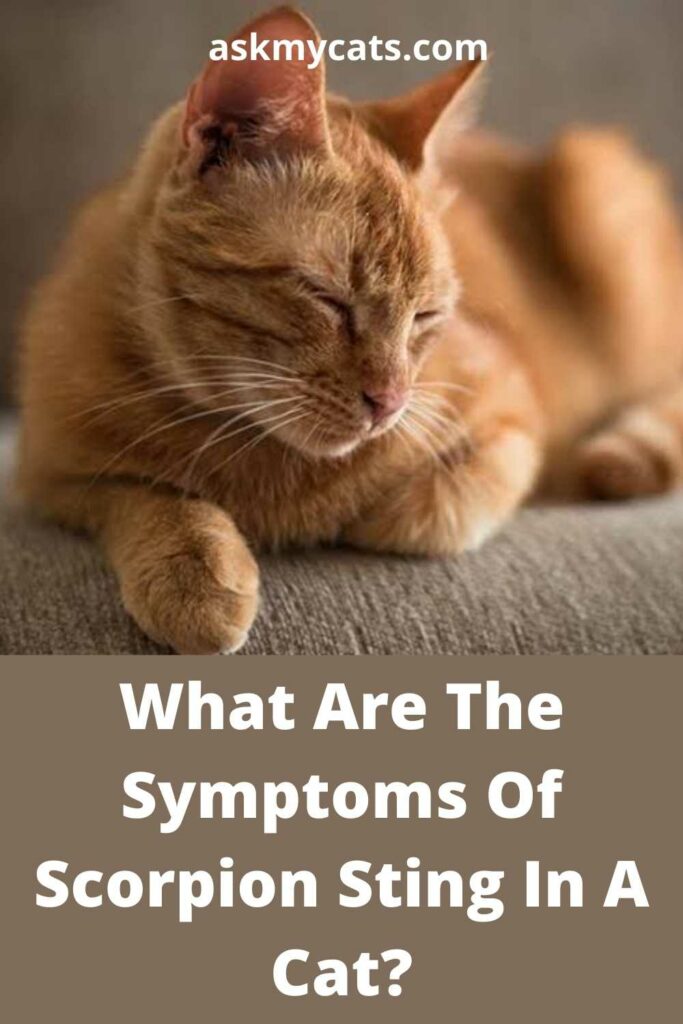 What Are The Symptoms Of Scorpion Sting In A Cat?