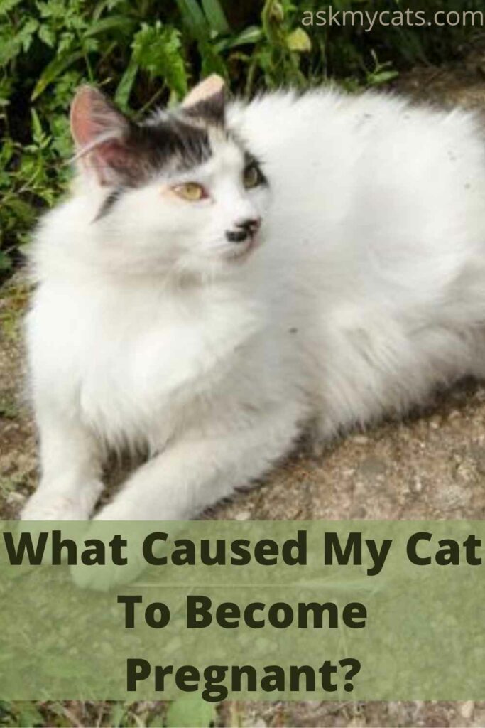 What Caused My Cat To Become Pregnant?