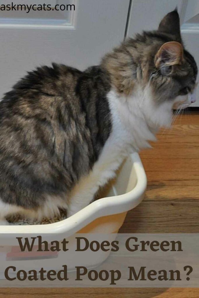 What Does Green Coated Poop Mean?