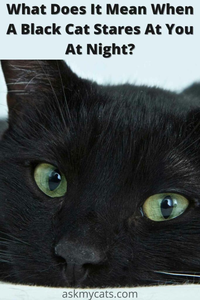 what does it mean when a black cat stares at you at night?