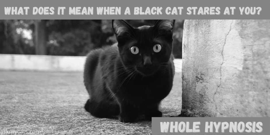 what does it mean when a black cat stares at you?