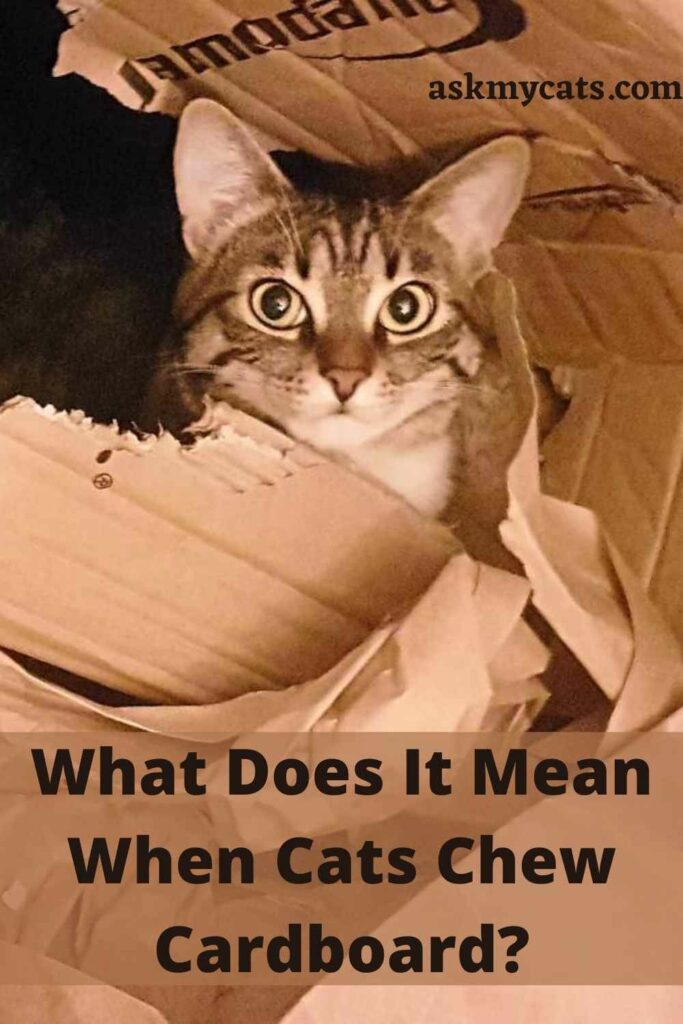 What Does It Mean When Cats Chew Cardboard?