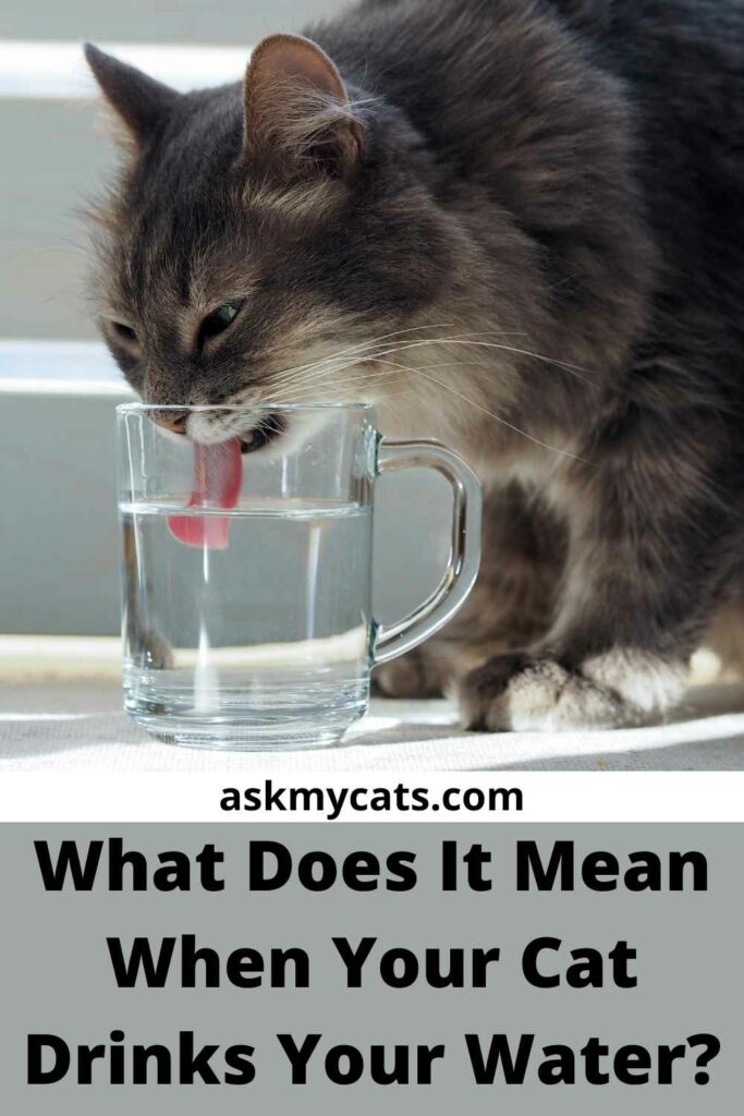 What Does It Mean When Your Cat Drinks Your Water?