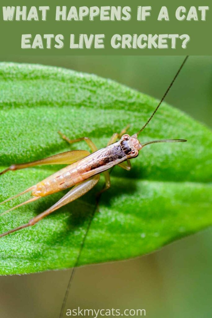 what happens if a cat eats live cricket