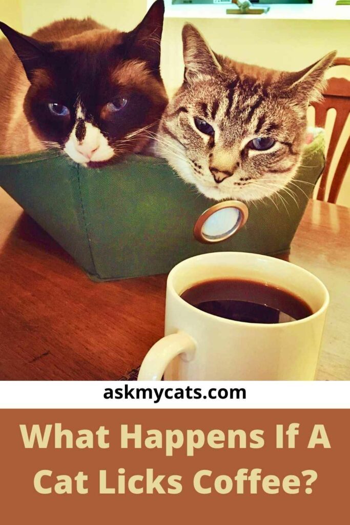 What Happens If A Cat Licks Coffee?