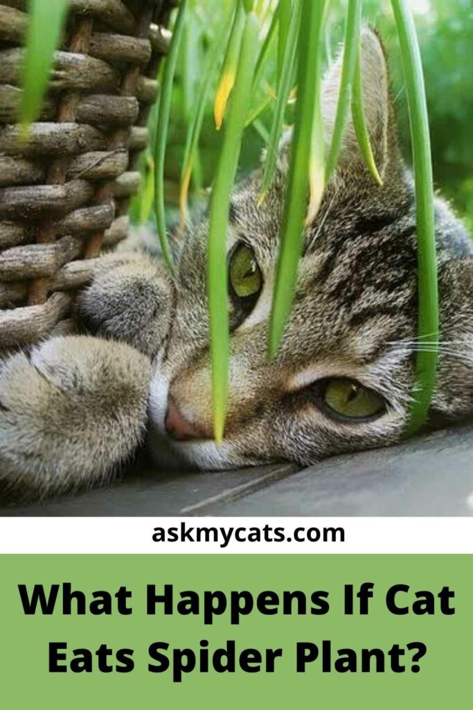 What Happens If Cat Eats Spider Plant?