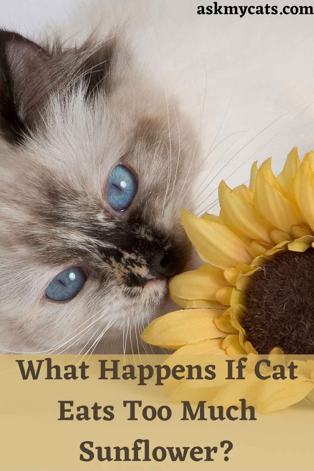 Are Sunflowers Toxic To Cats? Can Cats Eat Sunflower Petals?
