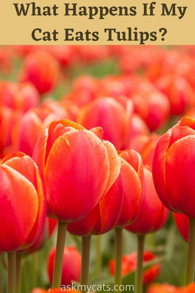 Are Tulips Poisonous To Cats? What To Do For Tulip Toxicity?