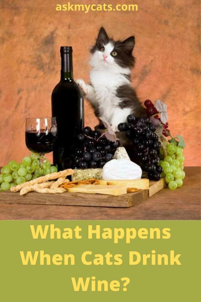 What Happens When Cats Drink Wine?