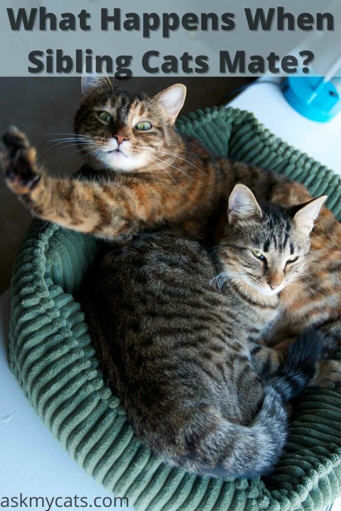 what happens when sibling cats mate with each other?