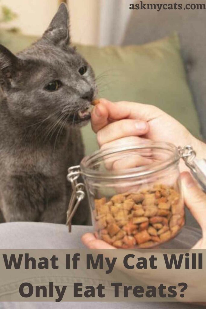 What If My Cat Will Only Eat Treats?
