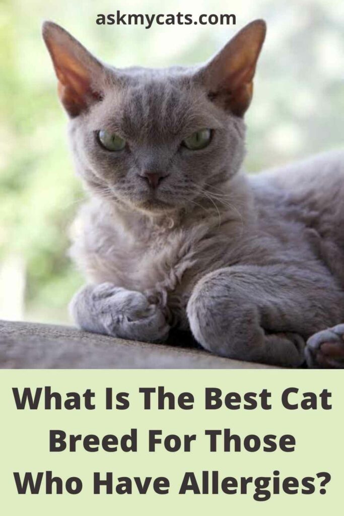 What Is The Best Cat Breed For Those Who Have Allergies?