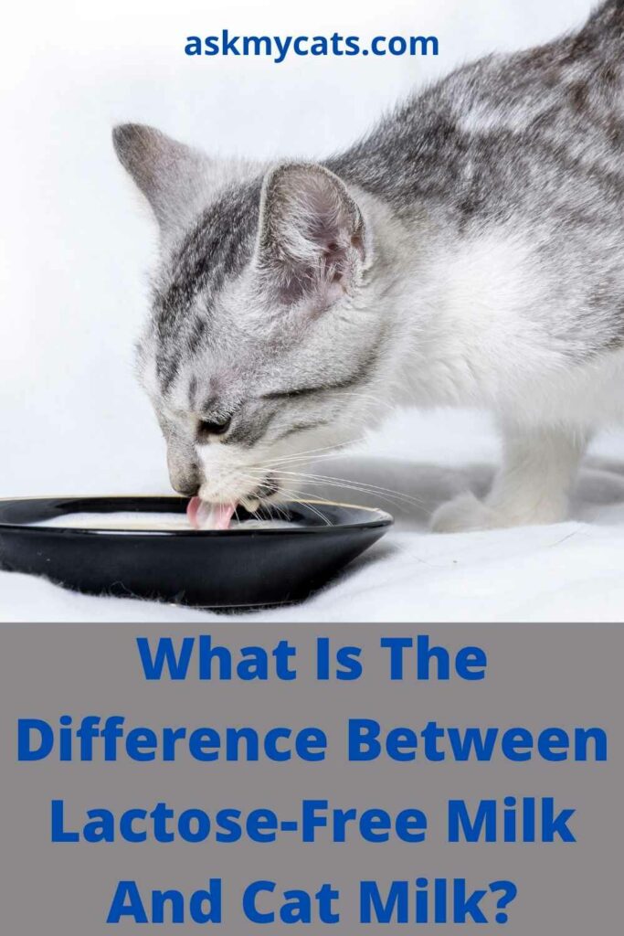 What Is The Difference Between Lactose-Free Milk And Cat Milk?