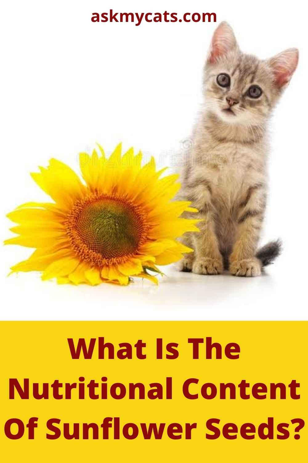 Can Cats Eat Sunflower Seeds? Is Sunflower Seed Safe For Cats?