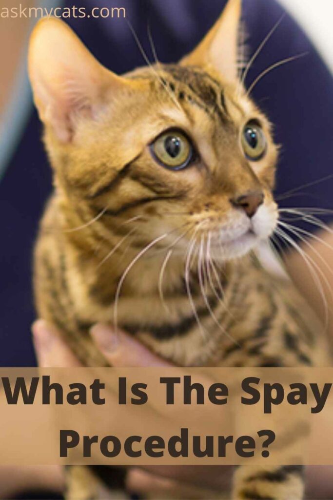 What Is The Spay Procedure?
