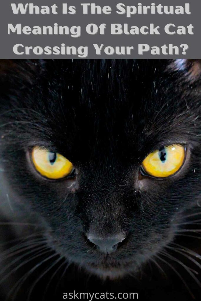 what is the meaning of black cat crossing your path