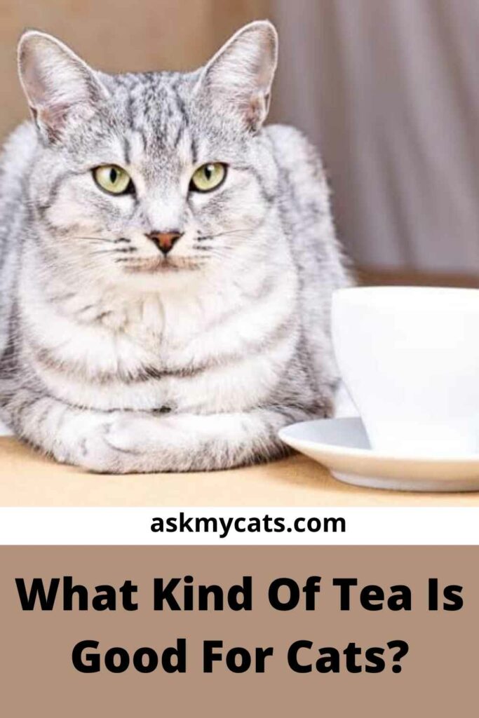 Can Cats Drink Tea? Is Tea Toxic To Cats?