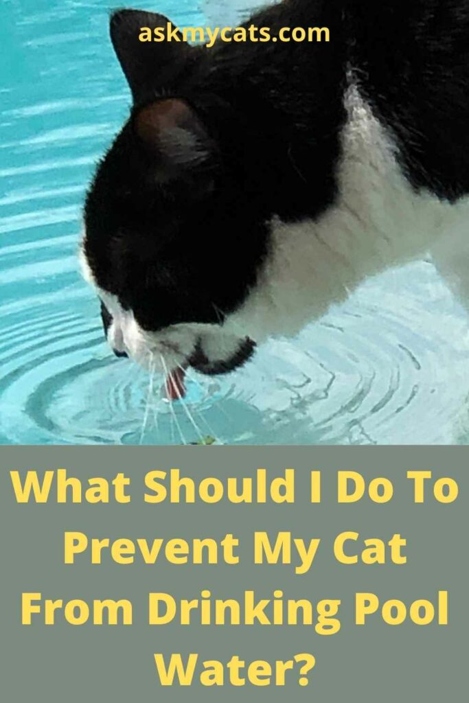 What Should I Do To Prevent My Cat From Drinking Pool Water?