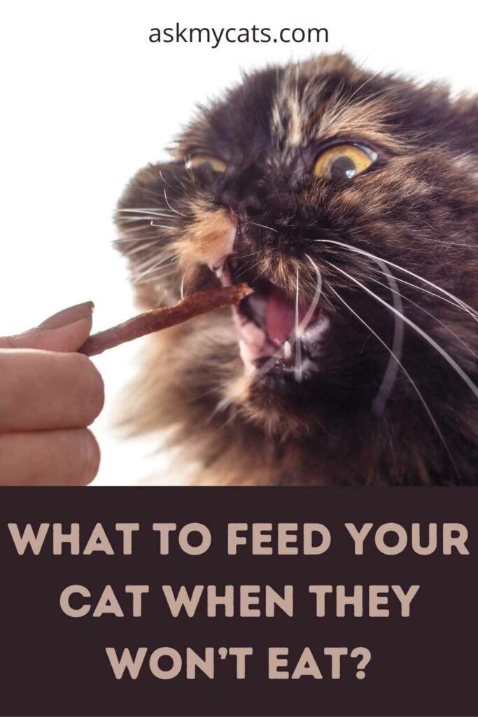 What To Feed Your Cat When They Won’t Eat?