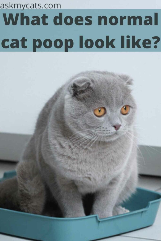 What does normal cat poop look like?