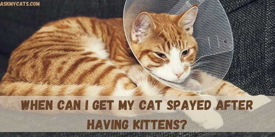 When Can I Get My Cat Spayed After Having Kittens?