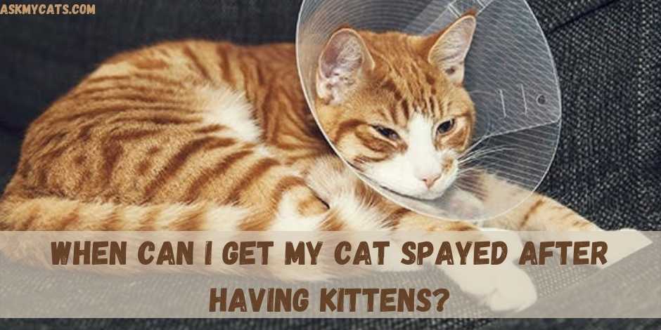 When can a cat store be spayed after having kittens