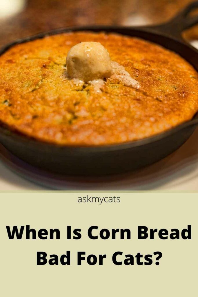 Can Cats Eat Corn Bread