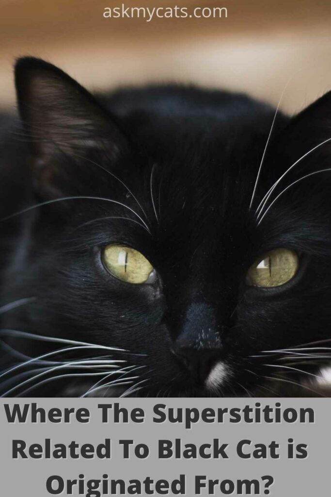 where the superstition related to black cats is originated from