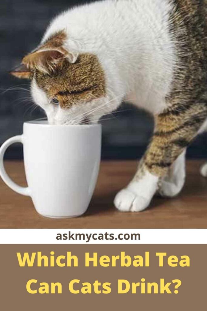 Which Herbal Tea Can Cats Drink?