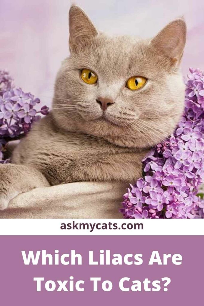 Which Lilacs Are Toxic To Cats?