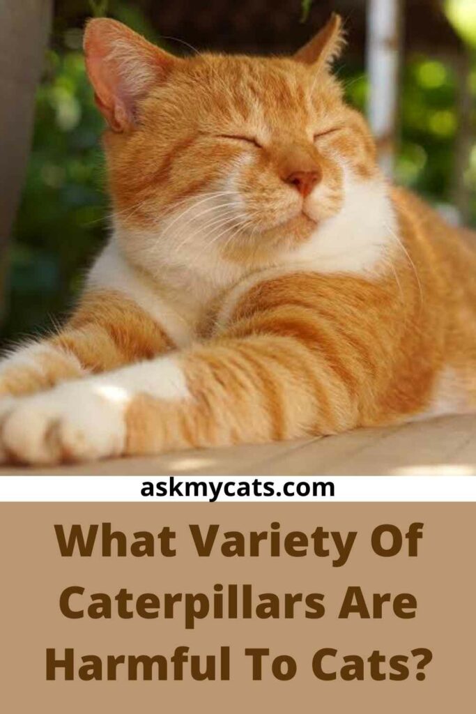 What Variety Of Caterpillars Are Harmful To Cats?