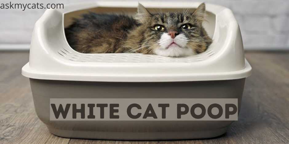  White Cat Poop