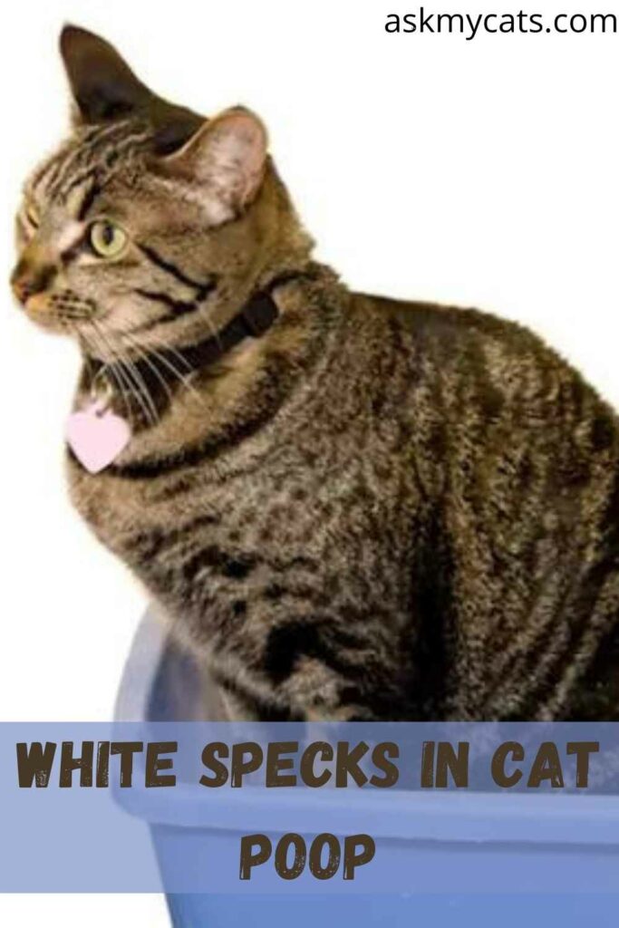 White specks in cat poop