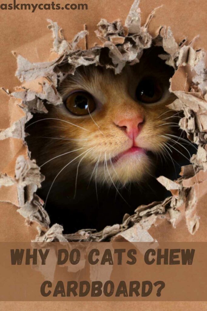 Why Do Cats Chew Cardboard?