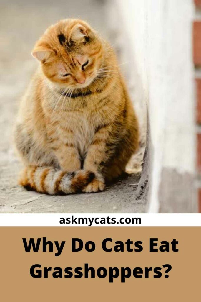 Why Do Cats Eat Grasshoppers?